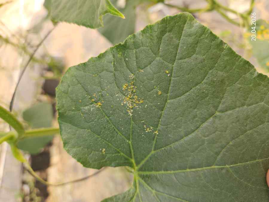 Aphids symptoms on tomato