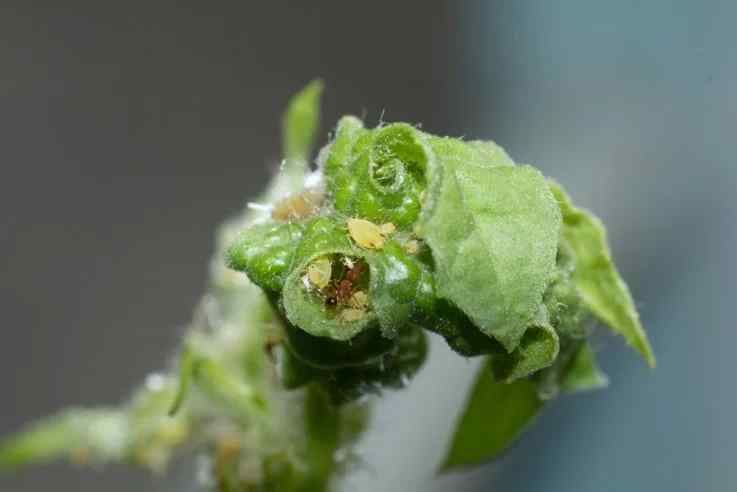 Aphids — field photo 2