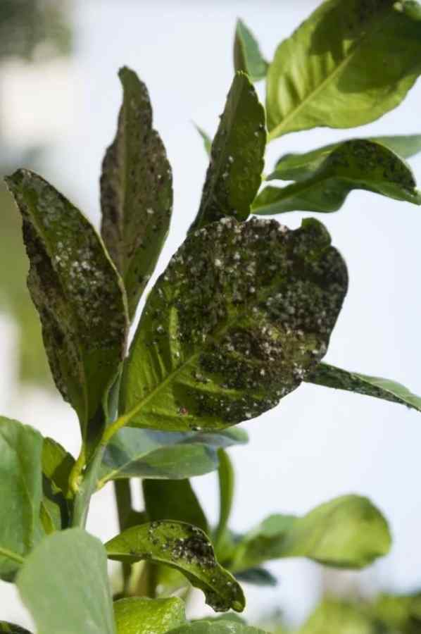 Aphids — field photo 3