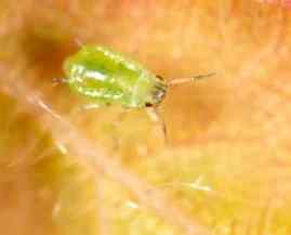 Aphids — field photo 5