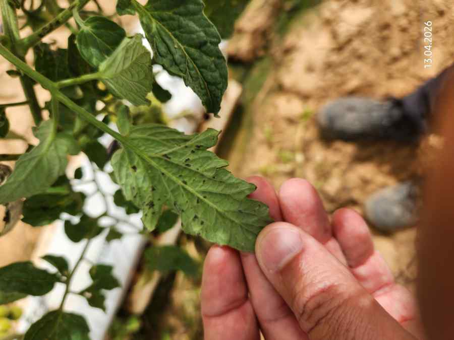 Bacterial speck symptoms on tomato