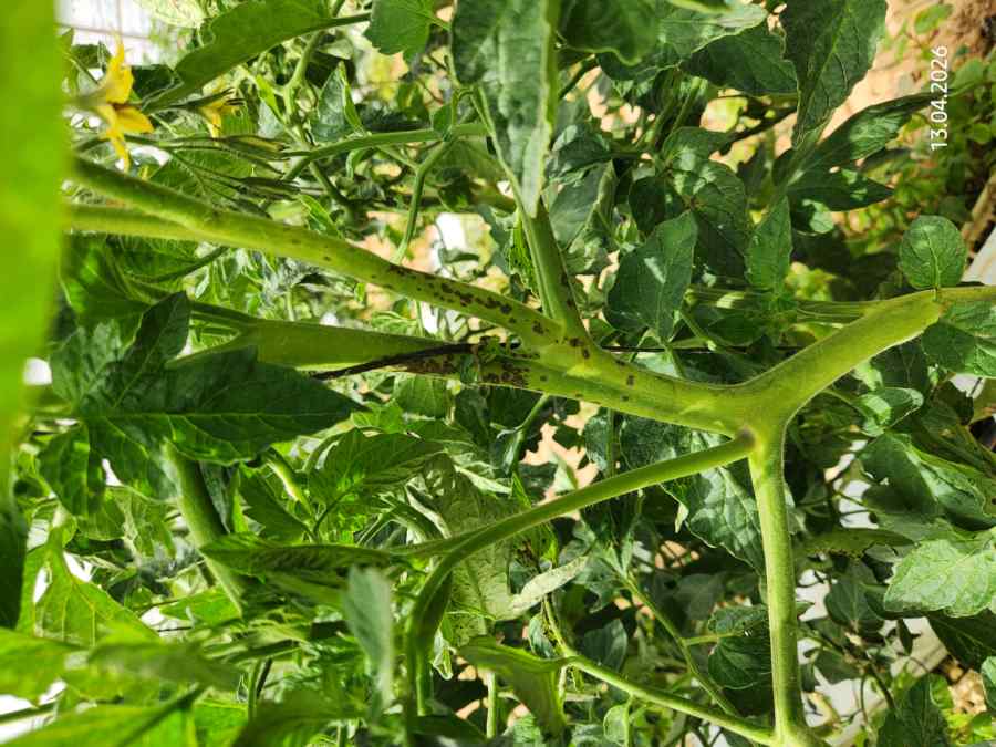 Bacterial speck — field photo 2