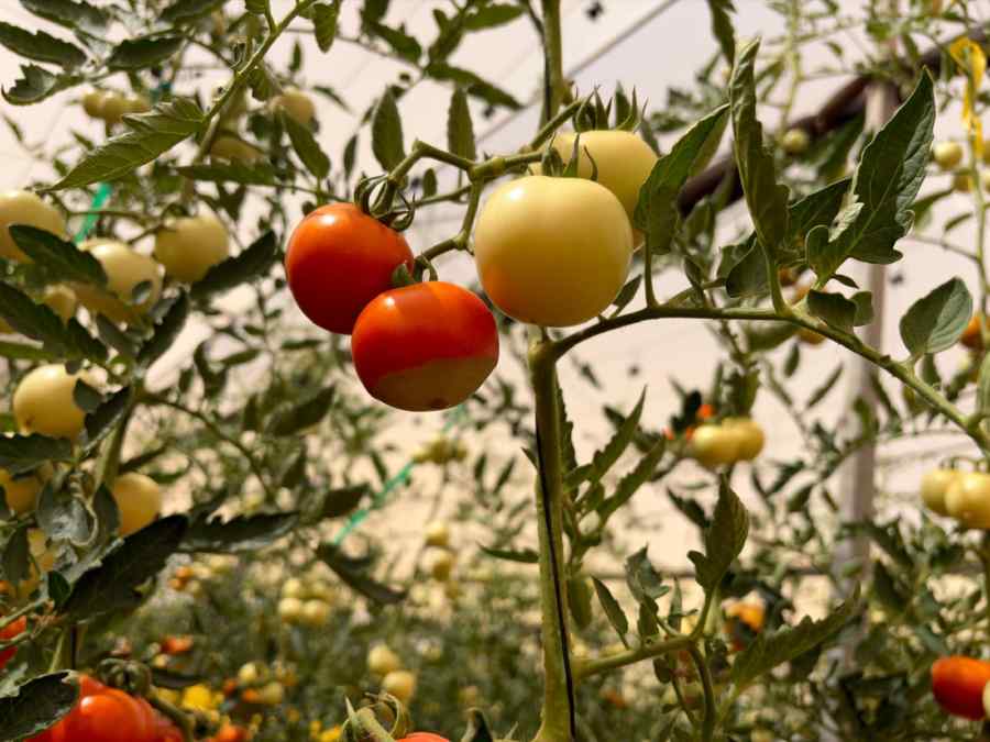 Blossom-end rot symptoms on tomato