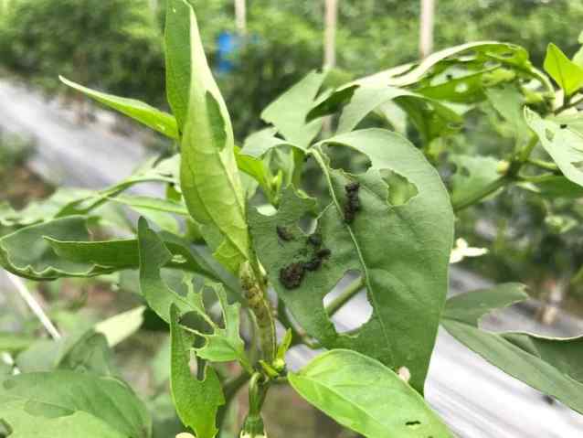 Tomato hornworm — field photo 11