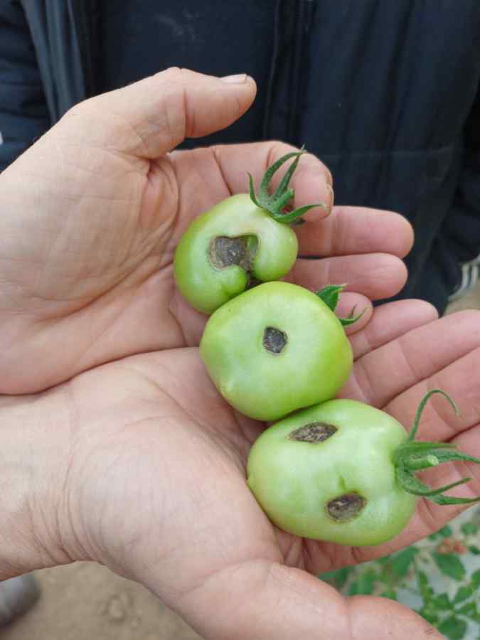 Catfacing symptoms on tomato