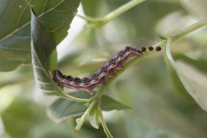 Tomato hornworm — field photo 2