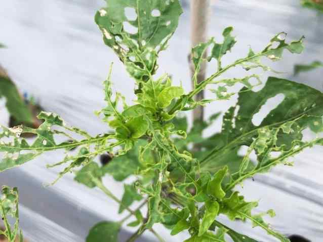 Tomato hornworm — field photo 3