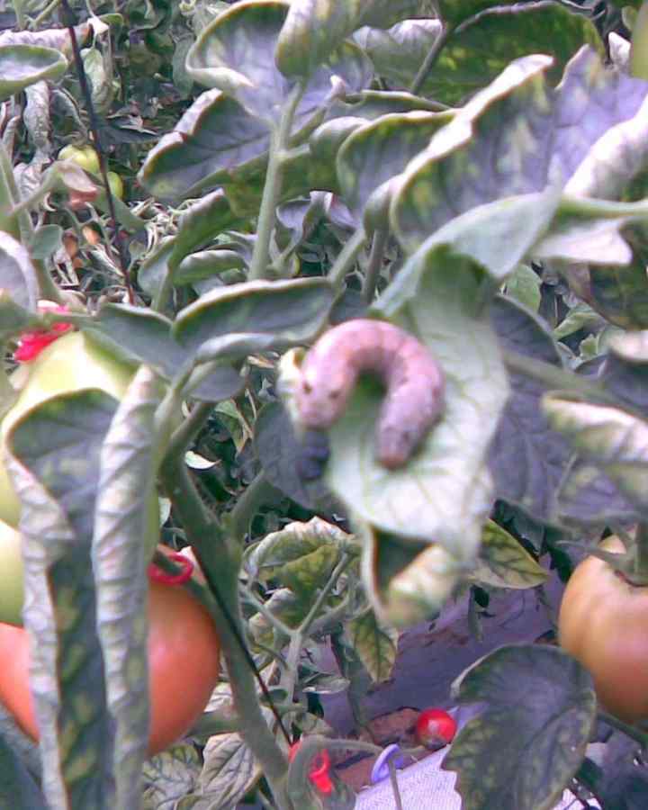 Tomato hornworm — field photo 4