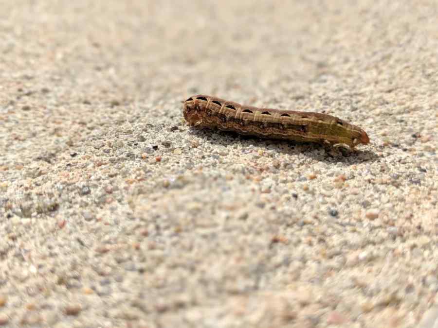 Tomato hornworm — field photo 5