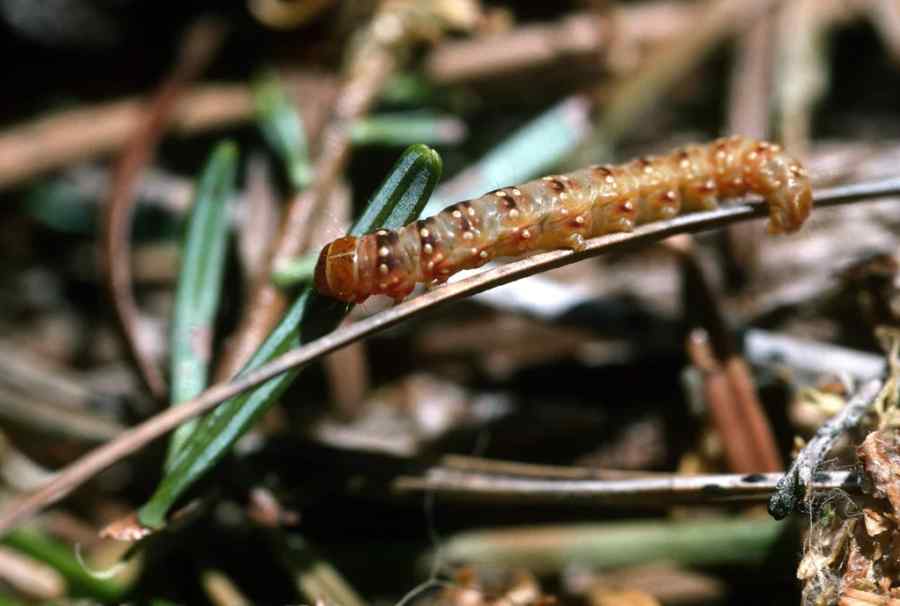 Tomato hornworm — field photo 6