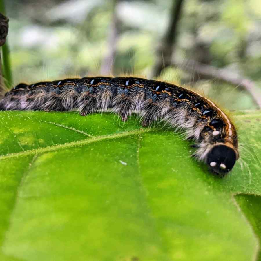 Tomato hornworm — field photo 8