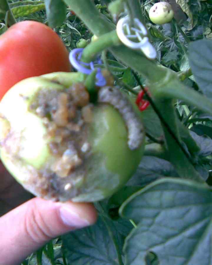 Tomato hornworm — field photo 9