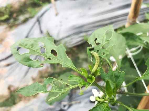 Tomato hornworm — field photo 10