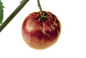Fruit cracking symptoms on tomato
