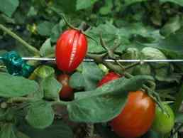Fruit cracking — field photo 2