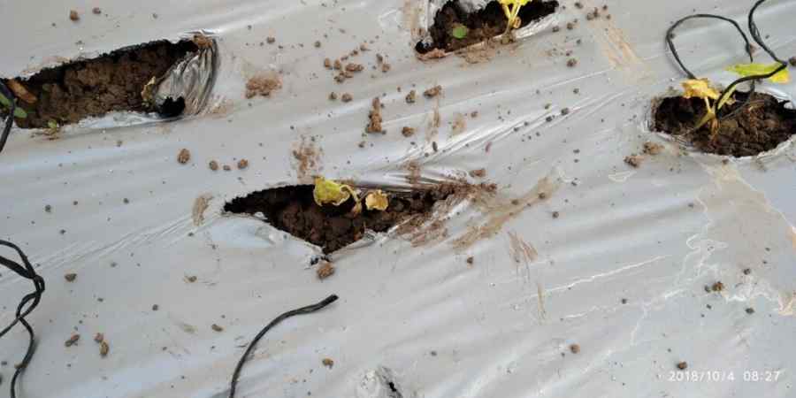 Damping-off / seedling root rot symptoms on tomato