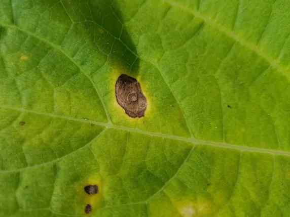 Early blight (Alternaria) — field photo 2