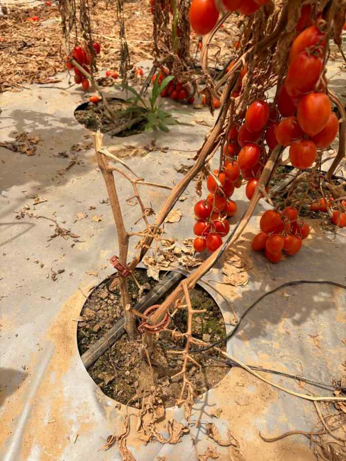 Fusarium wilt symptoms on tomato