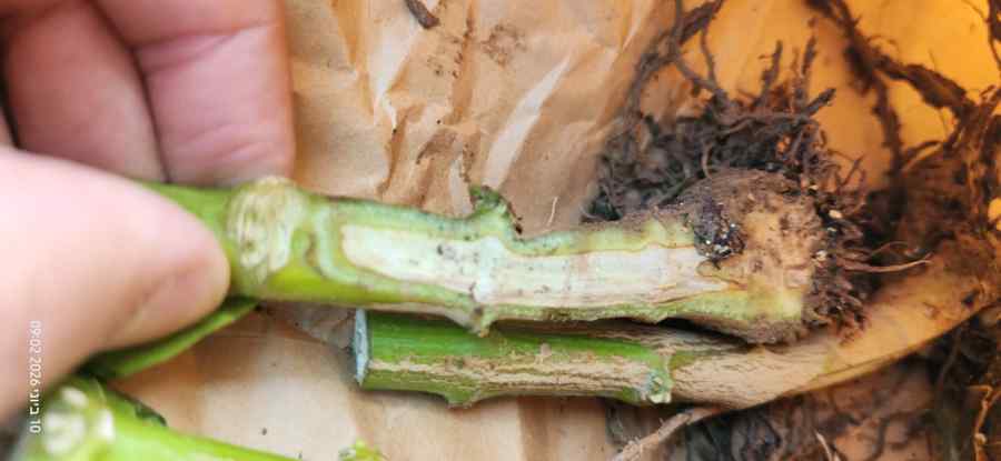 Fusarium wilt — field photo 2