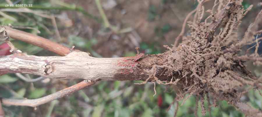 Fusarium crown and root rot symptoms on tomato