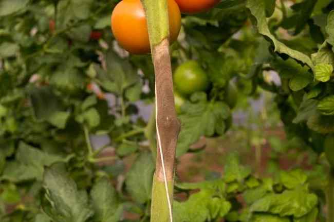Gray mold (Botrytis) symptoms on tomato