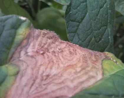 Gray mold (Botrytis) — field photo 3