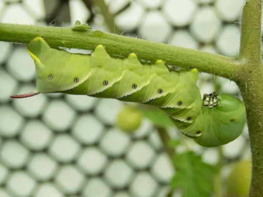 Tomato hornworm symptoms on tomato