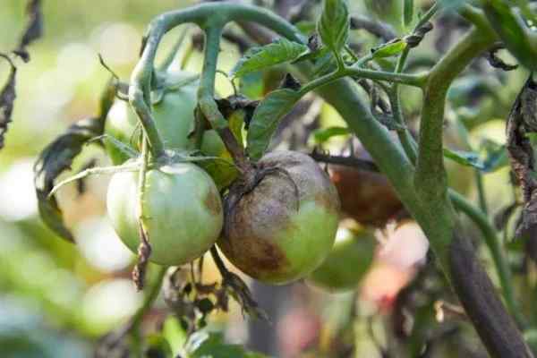 Late blight (Phytophthora infestans) symptoms on tomato