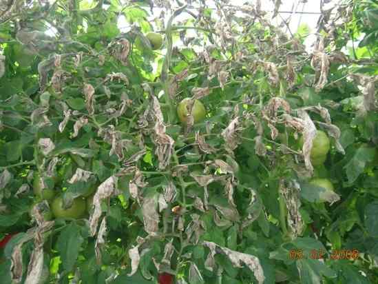 Late blight (Phytophthora infestans) — field photo 2