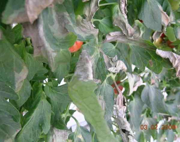 Late blight (Phytophthora infestans) — field photo 4