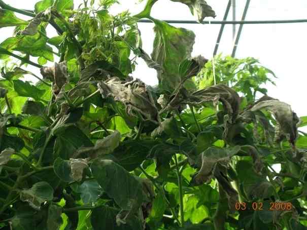 Late blight (Phytophthora infestans) — field photo 6