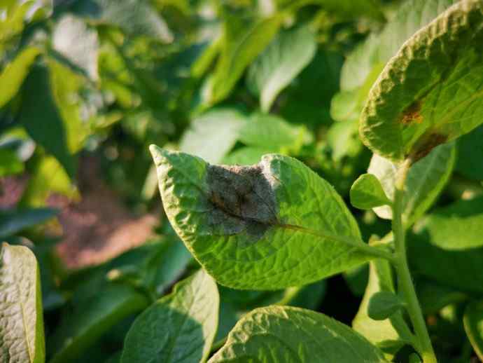 Late blight (Phytophthora infestans) — field photo 7