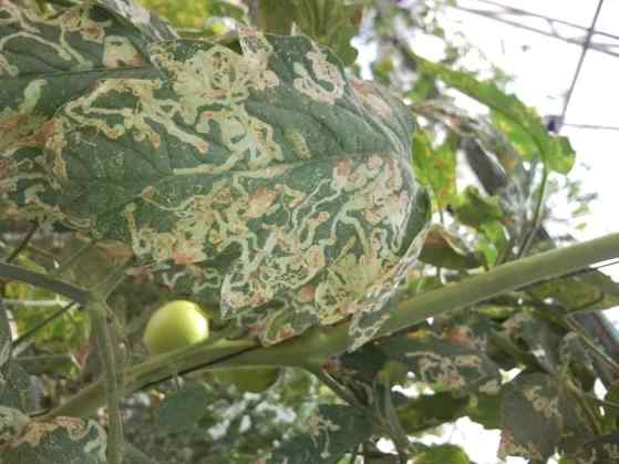 Leaf miner symptoms on tomato