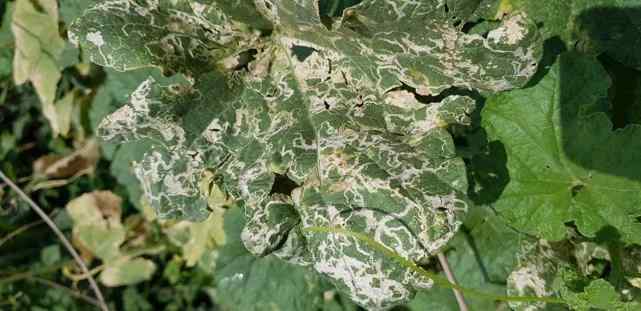 Leaf miner — field photo 2