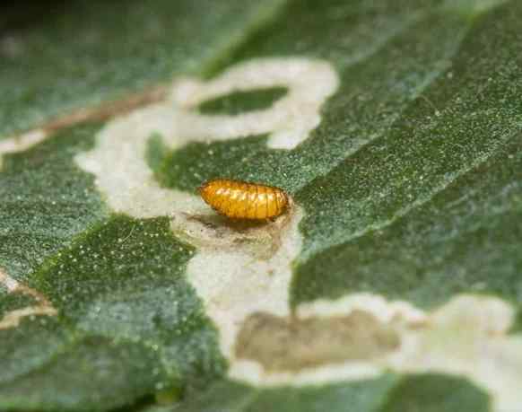 Leaf miner — field photo 4