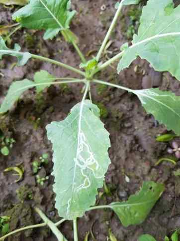 Leaf miner — field photo 5