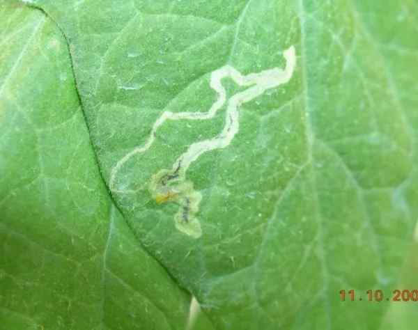 Leaf miner — field photo 6