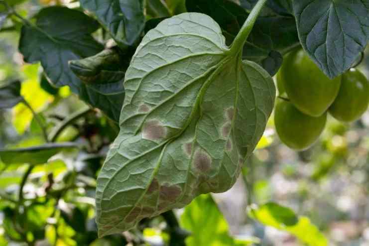 Leaf mold symptoms on tomato