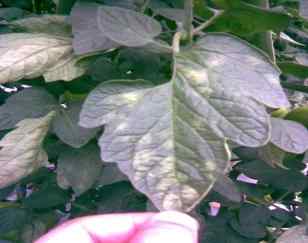 Leaf mold — field photo 2