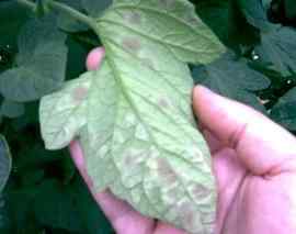 Leaf mold — field photo 3