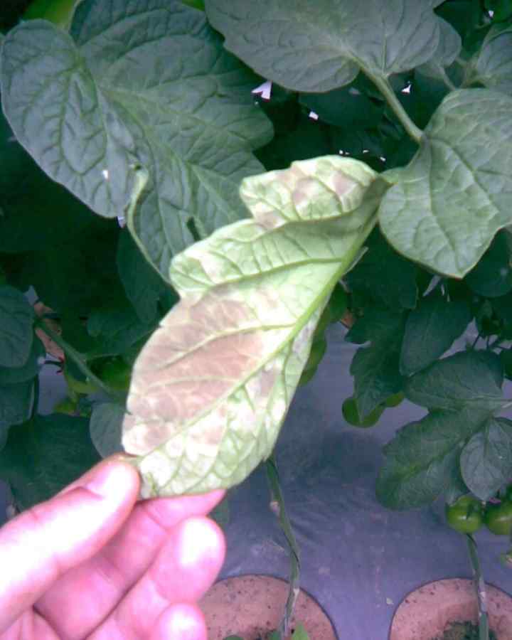 Leaf mold — field photo 5