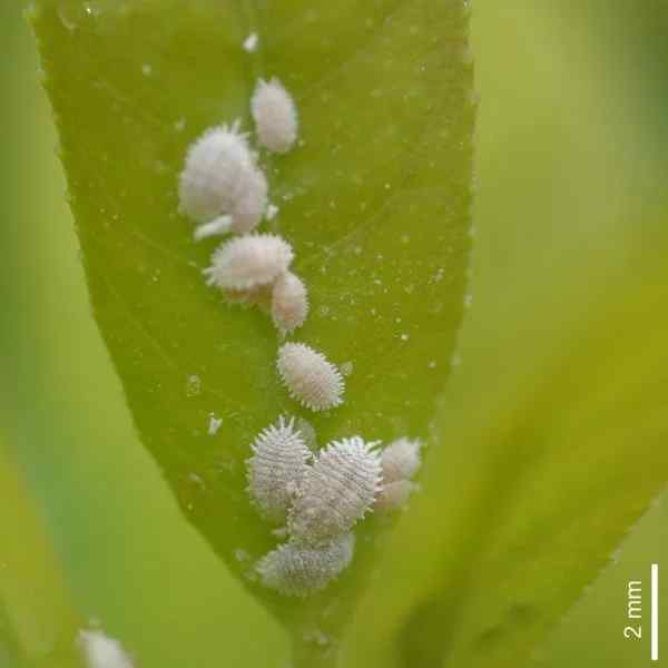Mealybugs symptoms on tomato