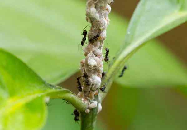 Mealybugs — field photo 2