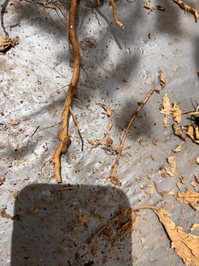 Root-knot nematodes — field photo 4