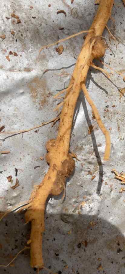 Root-knot nematodes — field photo 6
