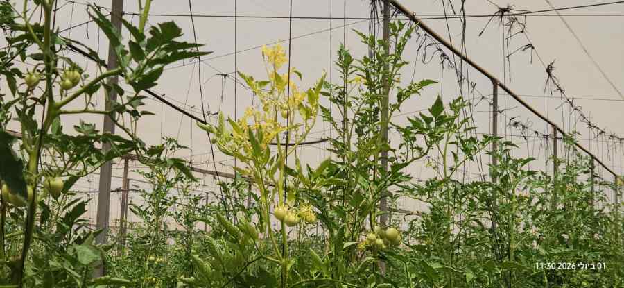 Nutrient deficiency or root-zone imbalance symptoms on tomato