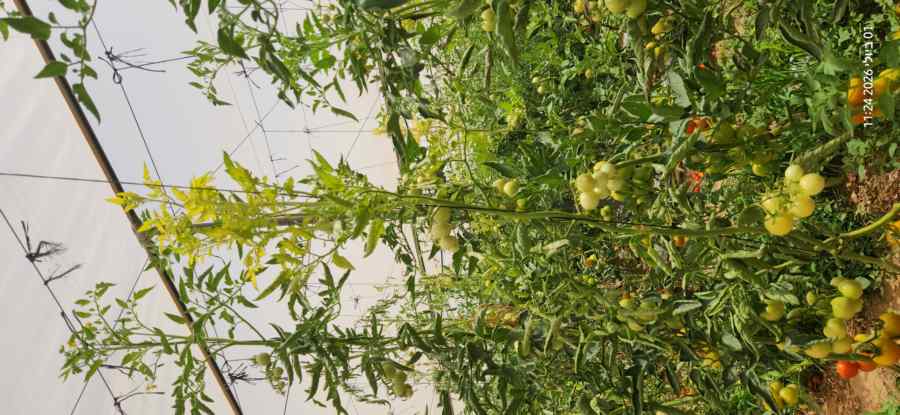 Nutrient deficiency or root-zone imbalance — field photo 3