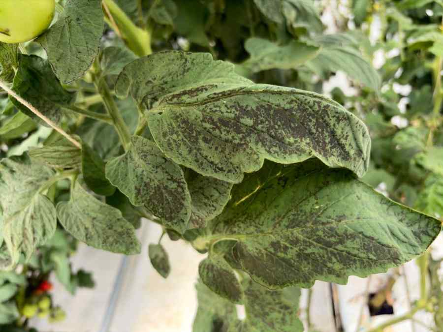 Herbicide injury symptoms on tomato