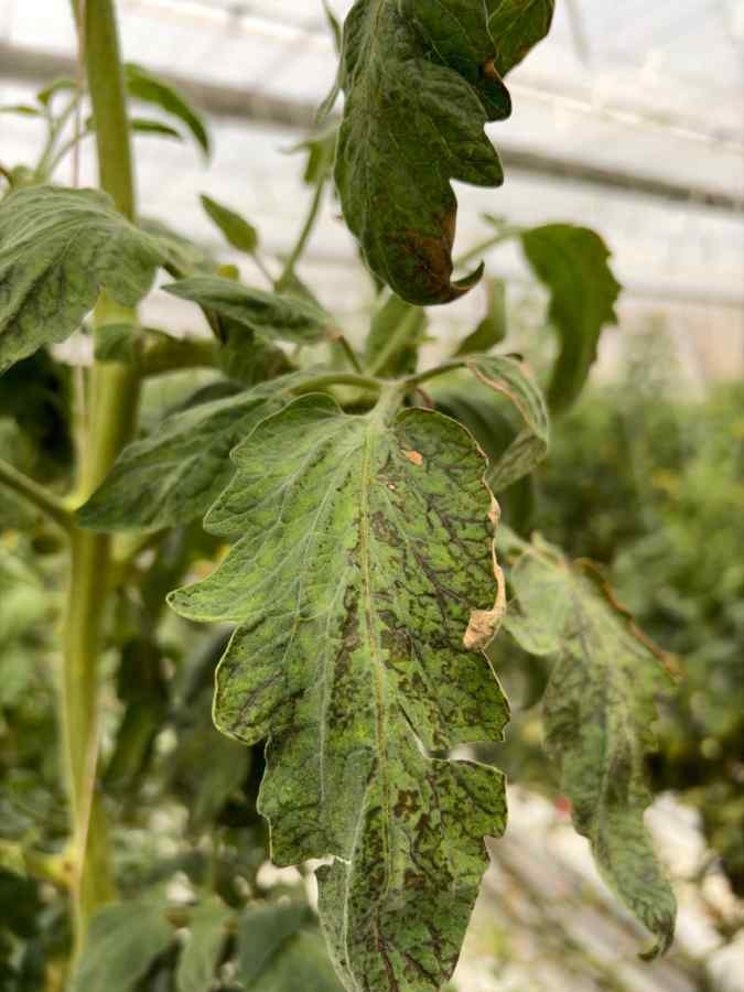 Herbicide injury — field photo 2