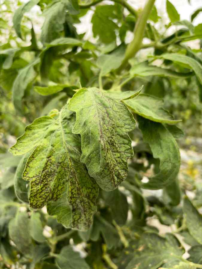 Herbicide injury — field photo 3